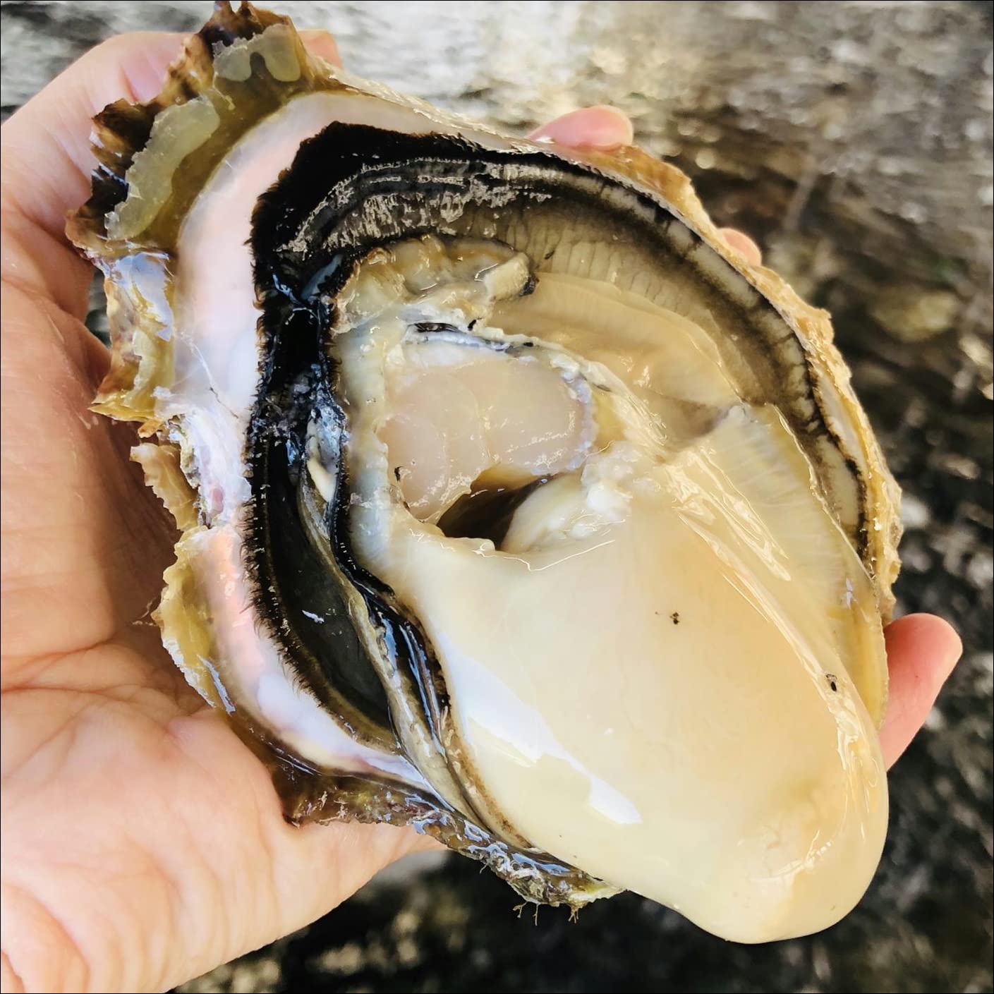天領岩ガキ